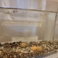メダカ(青蝶)の子メダカ譲ります
