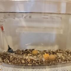 メダカ(青蝶)の子メダカ譲ります − 千葉県