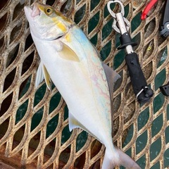 釣りに行ってみませんか🎣🙌🏻