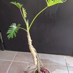 10000円　6 クッカバラ　5号　根上がり　幹上がり　気根　観葉植物　ザナドゥの画像