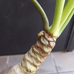 10000円　6 クッカバラ　5号　根上がり　幹上がり　気根　観葉植物　ザナドゥの画像