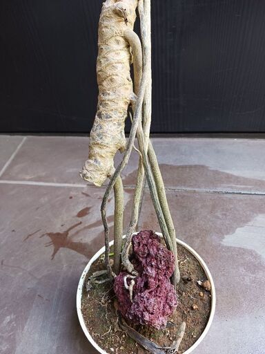 6 クッカバラ　5号　根上がり　幹上がり　気根　観葉植物　ザナドゥ クッカバラ（フィロデンドロンザナドゥ）根上り分頭｜育て方付き
