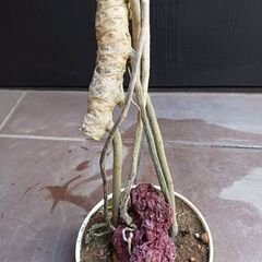 10000円　6 クッカバラ　5号　根上がり　幹上がり　気根　観葉植物　ザナドゥの画像