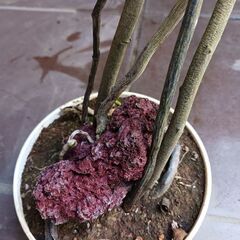 10000円　6 クッカバラ　5号　根上がり　幹上がり　気根　観葉植物　ザナドゥの画像