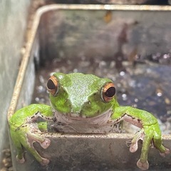 モリアオガエル　おたまじゃくし20匹　発送可能の画像