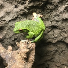 モリアオガエル　おたまじゃくし20匹　発送可能