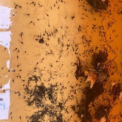 モリアオガエル　おたまじゃくし20匹　発送可能の画像