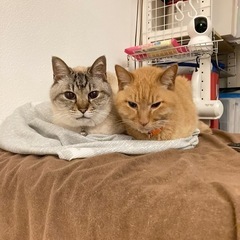 【数日中に破棄】IKEA マットレス クイーンサイズ オンフェレットの画像