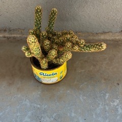 サボテン  (コガネツカサ)の画像