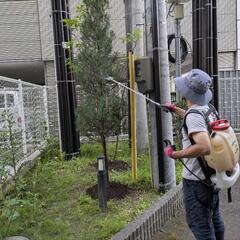 庭木消毒　若林区限定です