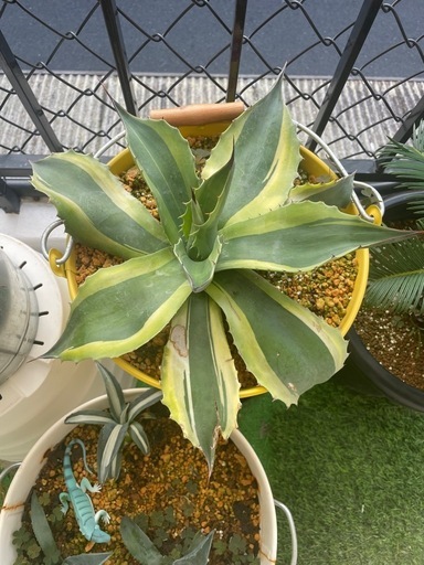 アガベ
オバティフォリアオルカ