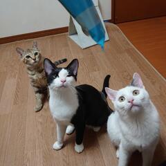 🐱殺処分反対！保護猫譲渡会🐱