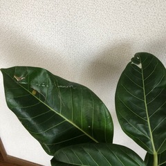 観葉植物・フィカス  アルテシマの画像
