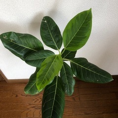 観葉植物・フィカス  アルテシマの画像