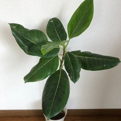 観葉植物・フィカス  アルテシマの画像