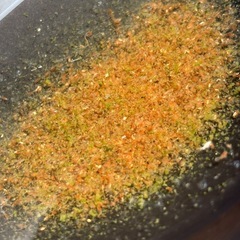 メダカ　蜜柑「みかん」の画像