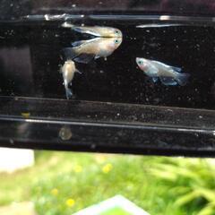 【決まりました】メダカ　エンジェルの若魚　2ペアの画像