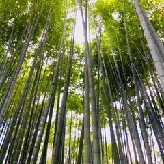 竹🎋伐採に伺います。