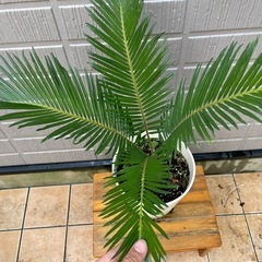蘇鉄の画像