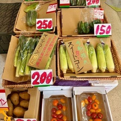 🍅高糖度トマト‼️糖度10〜12‼️若松旬野菜‼️朝採り‼️ 100円‼️ 野菜の画像