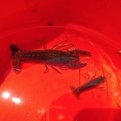 【短期間のみ出品予定‼️】ザリガニ🦞