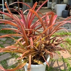 パイナップル ルシダス (予定者決まりました)の画像