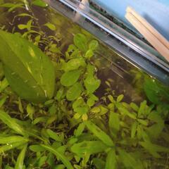 ※夏の自由研究 メダカ稚魚 多めの画像
