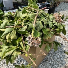 アジサイ　挿し木にの画像
