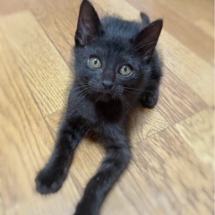 黒猫くん♡サビちゃん♡4兄妹！生後2〜3ヶ月