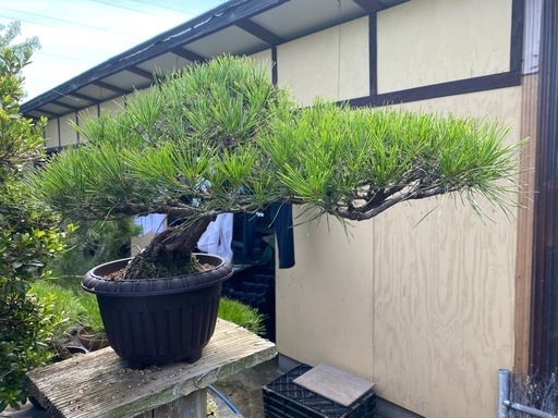 盆栽　赤松　黒松