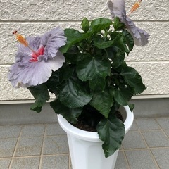 ハイビスカス・デニムブルー(大輪種)の画像