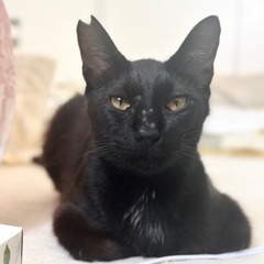 黒猫を探しています！