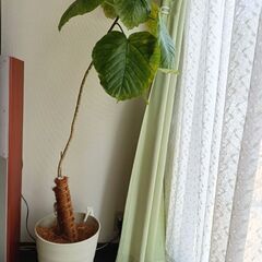 【値下げ/単品】フィカス ウンベラータ(大)の画像