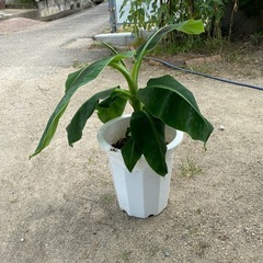3尺バナナ苗木の画像