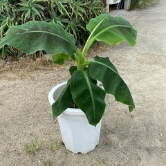 3尺バナナ苗木の画像