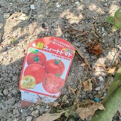 野菜色々 トマト二種🍅