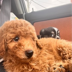 🐶🐶🐶トイプードル🐶🐶🐶