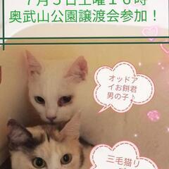 三毛猫リズちゃん♥白猫オッドアイお餅君