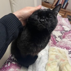 13歳のシニア黒猫さん − 宮城県