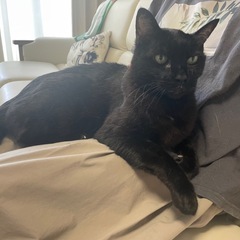 黒猫13歳です