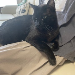 13歳のシニア黒猫さん - 岩沼市