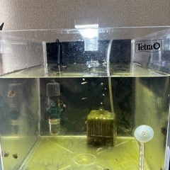 ヒメタニシ稚貝🐚めだか
