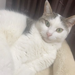 野良猫