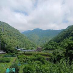 農作業を手伝わせてください。 - 宇和島市