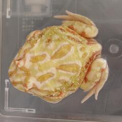 クラウンウェルツノガエルの画像