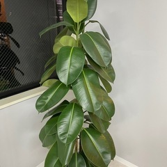 観葉植物フィカス ロブスター