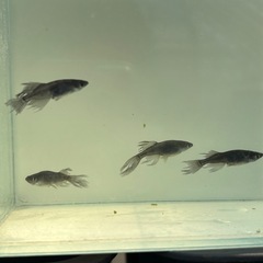 めだか（ブラックランス）の画像
