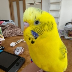 迷子インコ・探して下さい