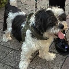 ミックス　14歳　オス