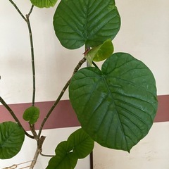 観葉植物　ウンベラータの画像